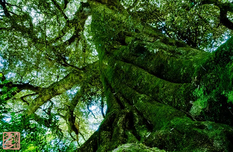 福井県の若狭神宮寺のスダジイの巨樹